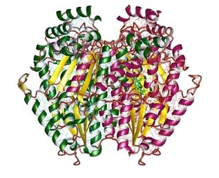 Hyaluronidase 37326-33-3